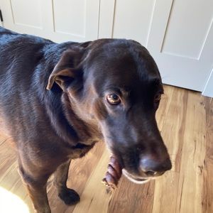 Meet your Posher, Sam